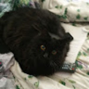 Meet your Posher, Msaster